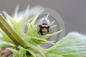 Pied shield bug on deadnettle