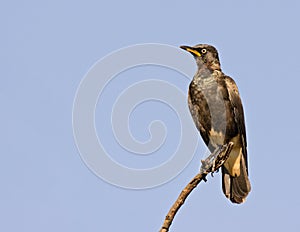 Pied Starling