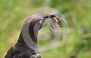 Pied Starling