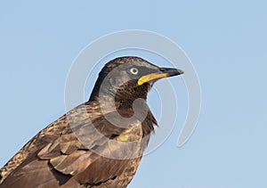 Pied starling close-up (Lamprotornis bicolor) in South Africa.