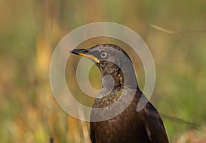 Pied starling close-up (Lamprotornis bicolor) taken from the ground.