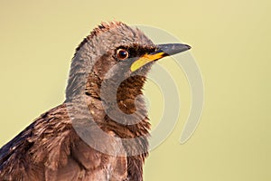 Pied starling closeup portrait