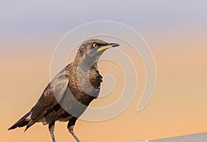 Pied starling(Lamprotornis bicolor) perching on a fence.