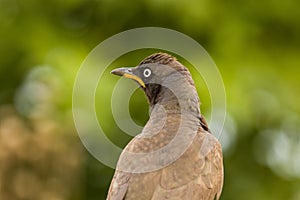 Pied Starling lamprotornis bicolor portrait