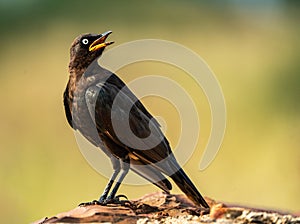 A pied starling with an open beak, photographed in South Africa.