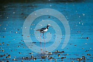 Pied stilt