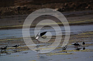 The pied stilt also known as the white-headed stilt, is a shorebird in the family Recurvirostridae.