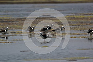 The pied stilt also known as the white-headed stilt, is a shorebird in the family Recurvirostridae.