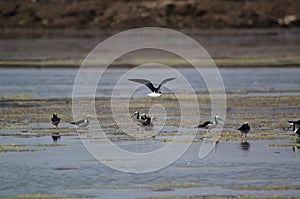 The pied stilt also known as the white-headed stilt, is a shorebird in the family Recurvirostridae.