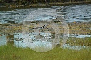 The pied stilt also known as the white-headed stilt, is a shorebird in the family Recurvirostridae.