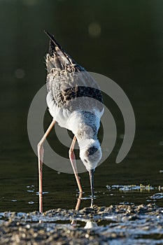 Pied Stilt in Australasia