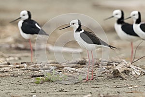 Pied Stilt in Australasia