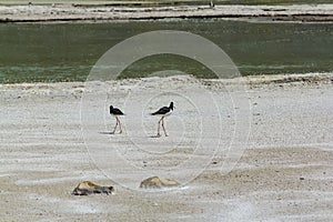 Pied Stilt birds in Wai-O-Tapu Geothermal Wonderland, Rotorua, New Zealand