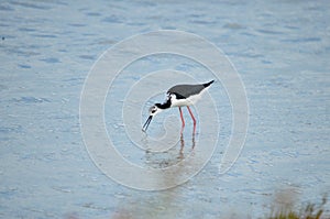 Pied Stilt fishing