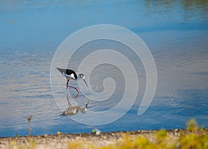 Pied stilt foraging and feed in pool