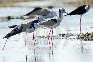 The pied stilt - Himantopus leucocephalus