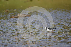 Pied stilt Himantopus leucocephalus.