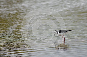 Pied stilt Himantopus leucocephalus.