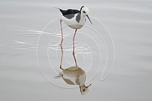 Pied stilt Himantopus leucocephalus.