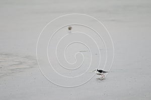 Pied stilt Himantopus leucocephalus.