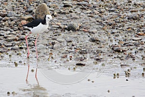 Pied Stilt during low tide