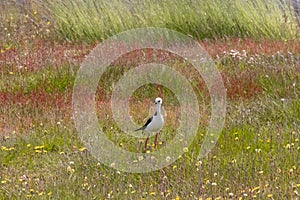 A Pied Stilt in New Zealand