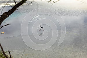 Pied Stilt in New Zealand standing in water