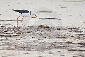 Pied Stilt on a sandy beach