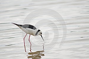 Pied stilt searching for food.