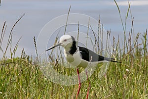 A Pied Stilt in the South Island of New Zealand