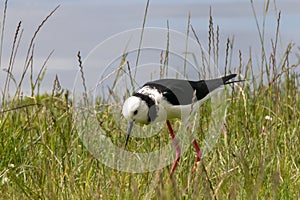 A Pied Stilt in the South Island of New Zealand