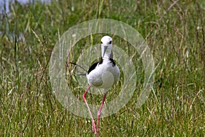 A Pied Stilt in the South Island of New Zealand