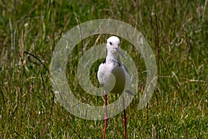 A Pied Stilt in the South Island of New Zealand