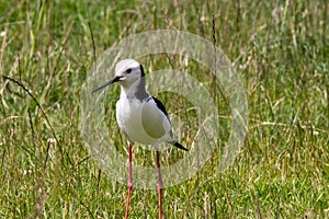 A Pied Stilt in the South Island of New Zealand