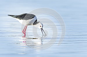 Pied stilt wading and searching for crab