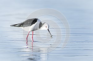 Pied stilt wading and searching for crab