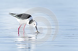 Pied stilt wading and searching for crab