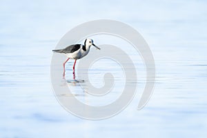 Pied stilt wading and searching for crab