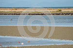 Pied Stilt Wading on Shore