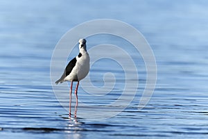 Pied stilt wading standing tall