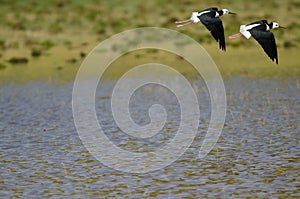 Pied stilts in flight.