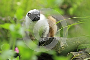 Pied tamarin