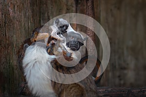 Pied Tamarin monkey mother and babies