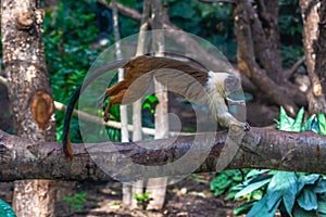 Pied tamarin or Saguinus bicolor hopping on a branch