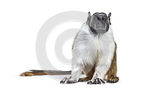 Pied tamarin, Saguinus bicolor, isolated photo