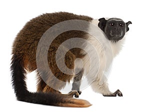 Pied tamarin, Saguinus bicolor, 4 years old photo