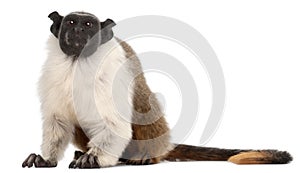 Pied tamarin, Saguinus bicolor, 4 years old photo