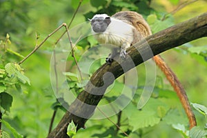 Pied tamarin photo