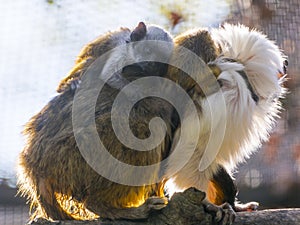 Pied tamarin with two babies on its back