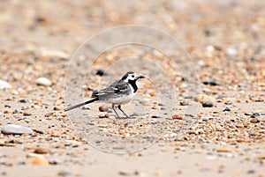 Pied wagtail